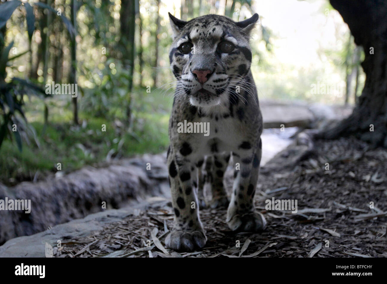Clouded Leopard (Neofelis nebuloso) in captivity at the Nashville Zoo