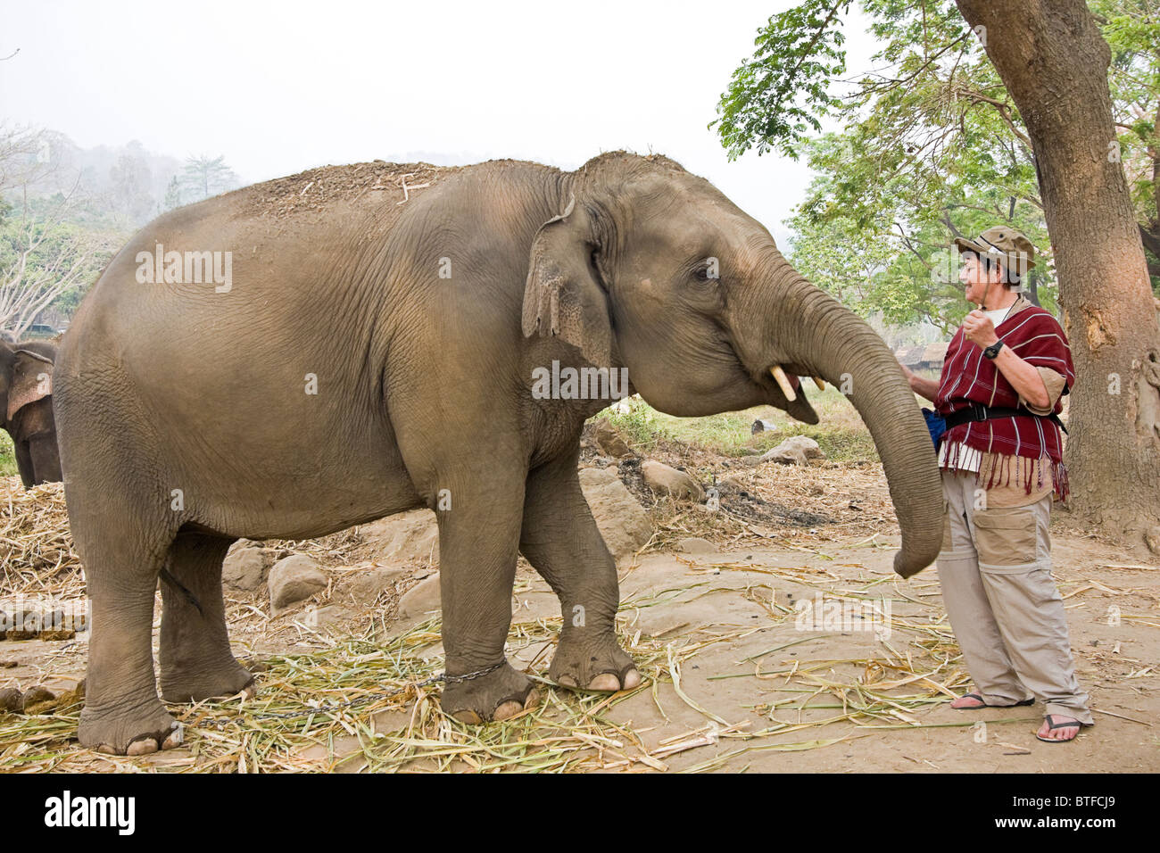 Woman tourist learns how to greet and feed 'her' elephant at Patara Elephant Farm, an elephant rescue operation in Chiang Mai Stock Photo
