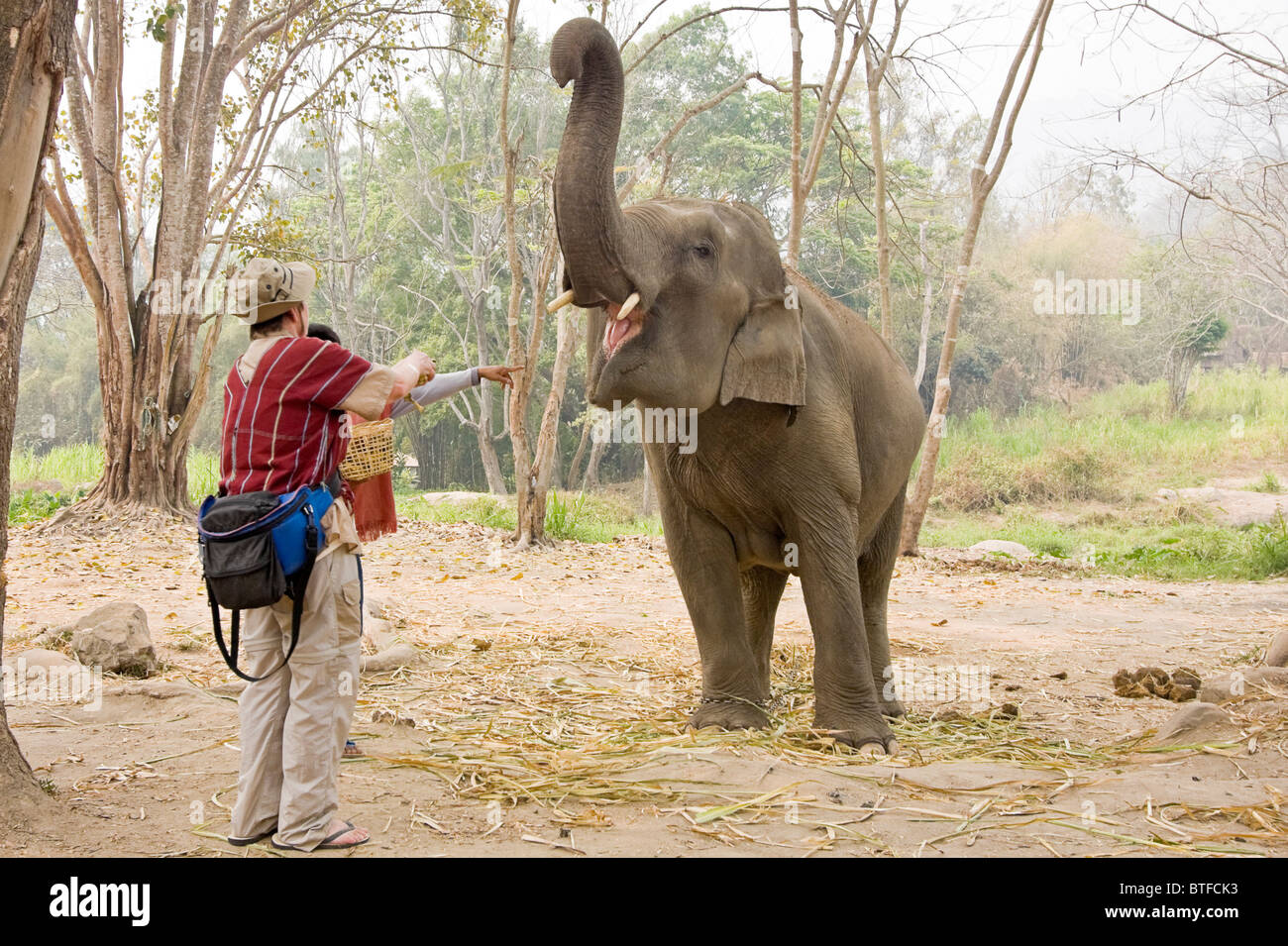 Woman tourist learns how to greet and feed 'her' elephant at Patara Elephant Farm, an elephant rescue operation in Chiang Mai Stock Photo