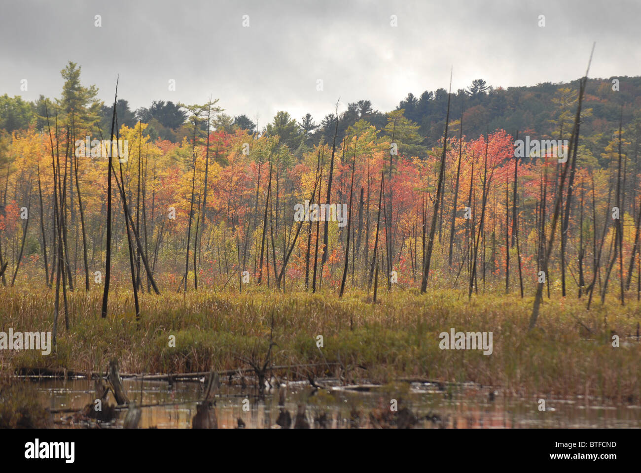 Fall leaves grace the sky during autumn in Bristol, VT, Stock Photo