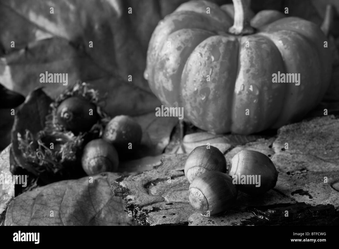 Still life with pumpkins and acorns Stock Photo