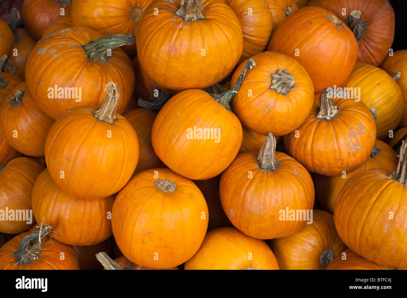 Autumn with a large pile of pumpkins Stock Photo - Alamy