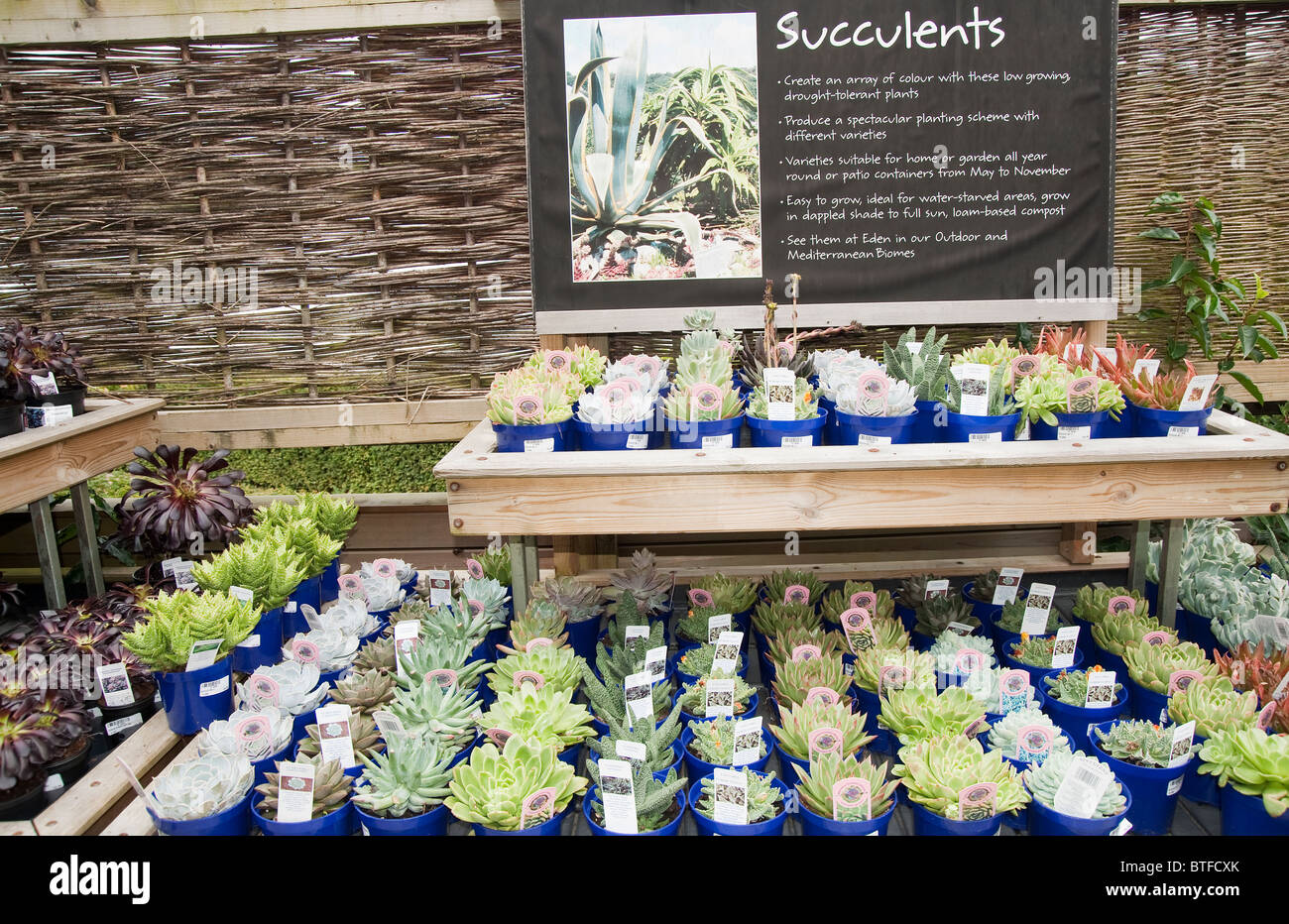 Succulents on display at Eden Project, Cornwall, UK Stock Photo