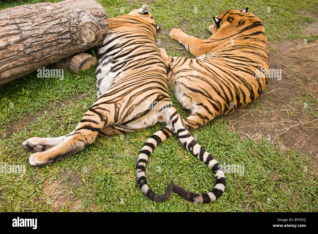The tiger's tail hi-res stock photography and images - Alamy