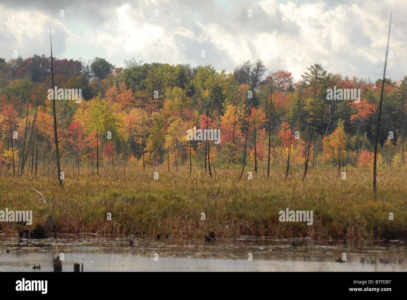 Fall leaves grace the sky during autumn in Bristol, VT, Stock Photo