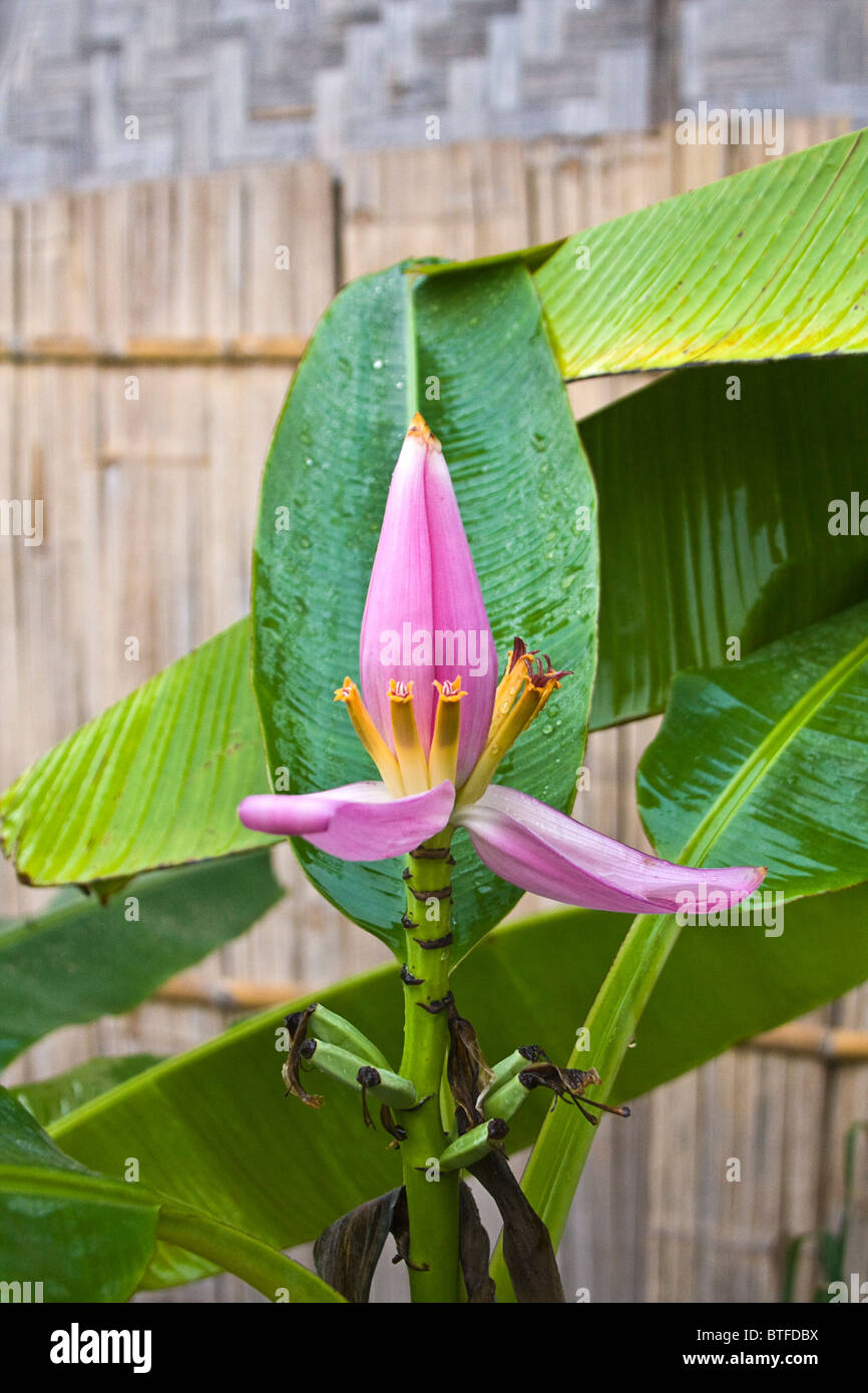 banana plant flower (Musa acuminata). Chiang Mai area of northern ...