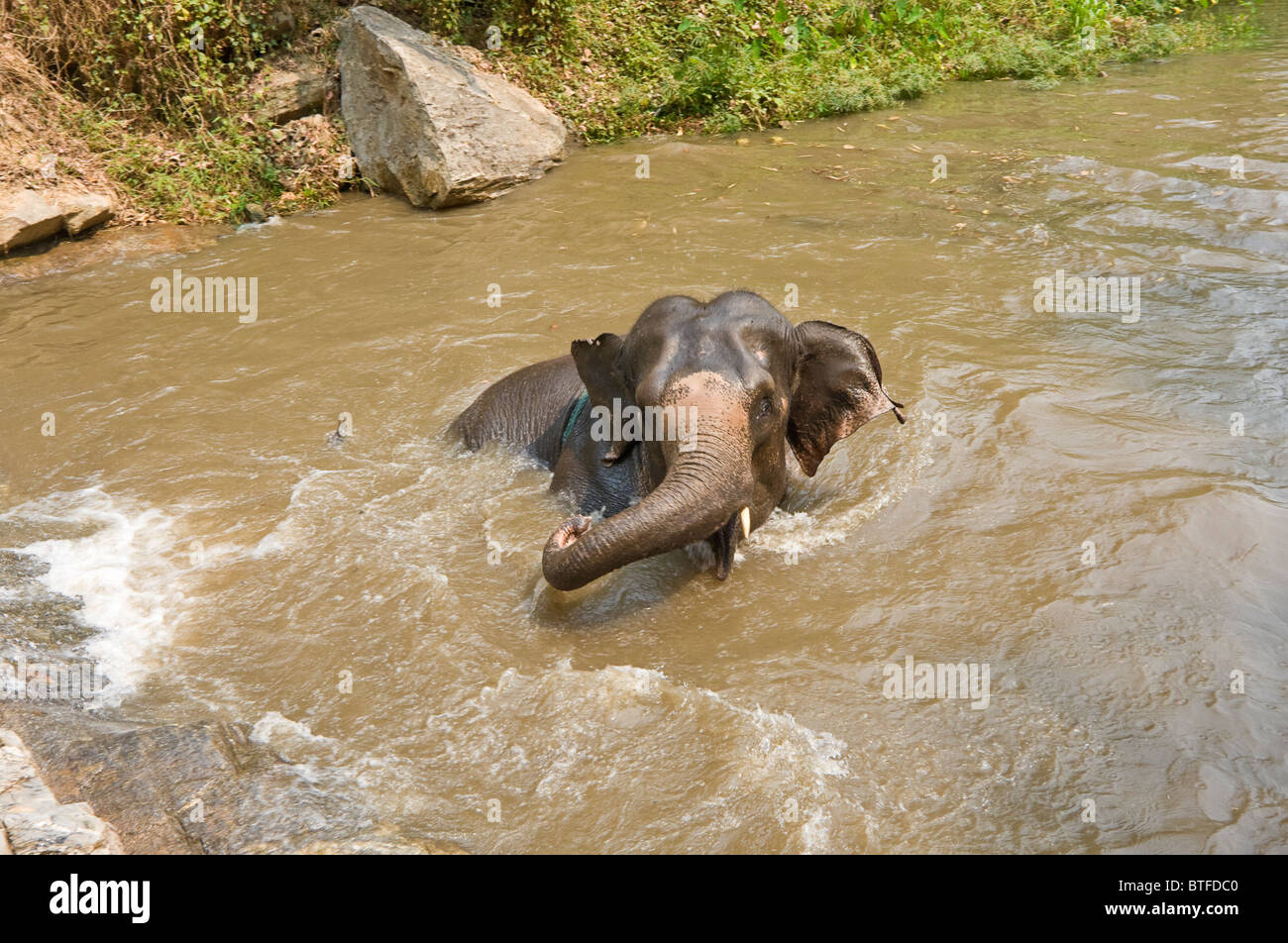 Elephant plays in gushing water at waterfall. Patara Elephant Farm, an elephant rescue operation, Chiang Mai Thailand Stock Photo