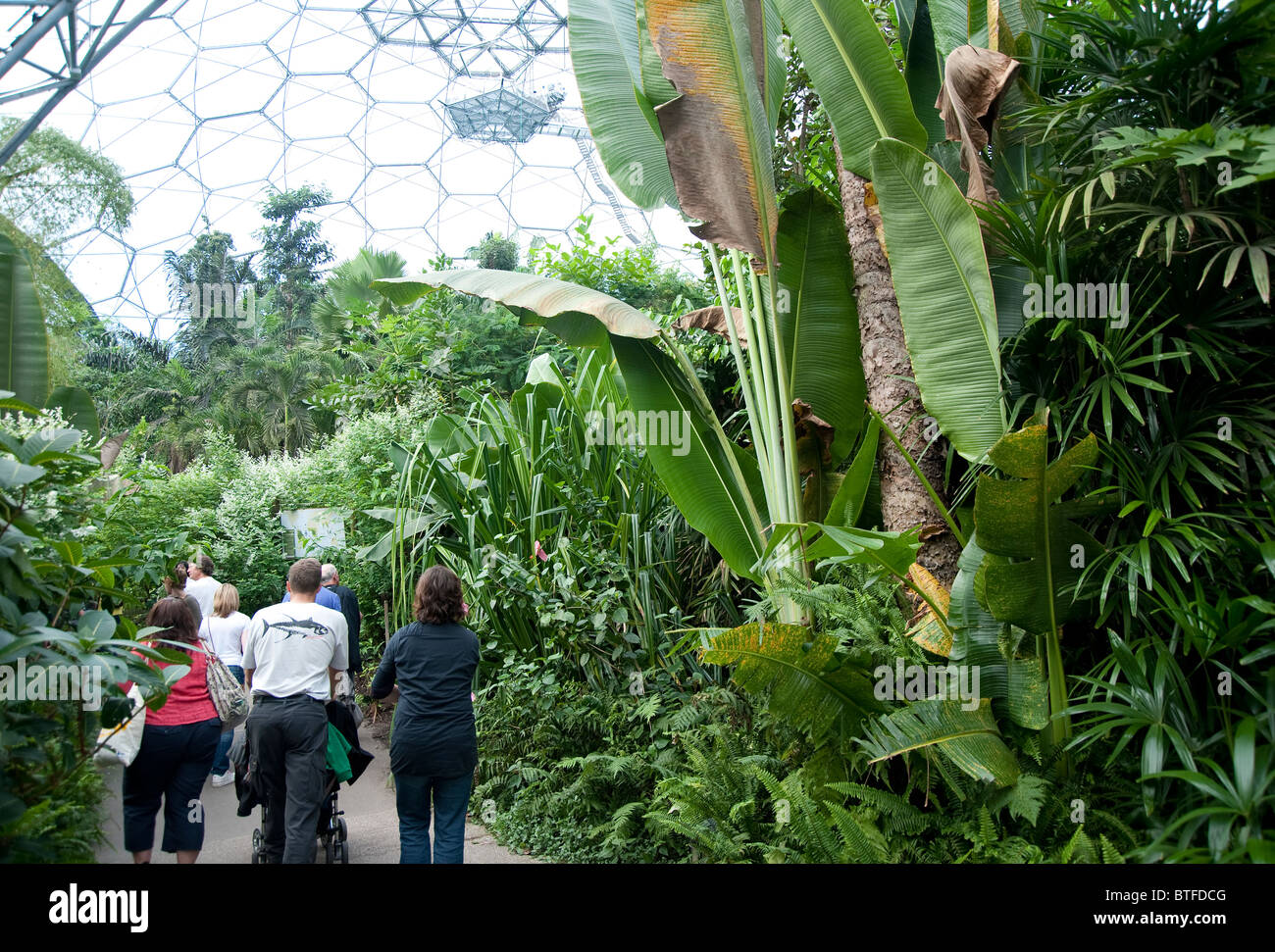 Tropical  Biomes in the Eden Project, Cornwall, England, UK Stock Photo