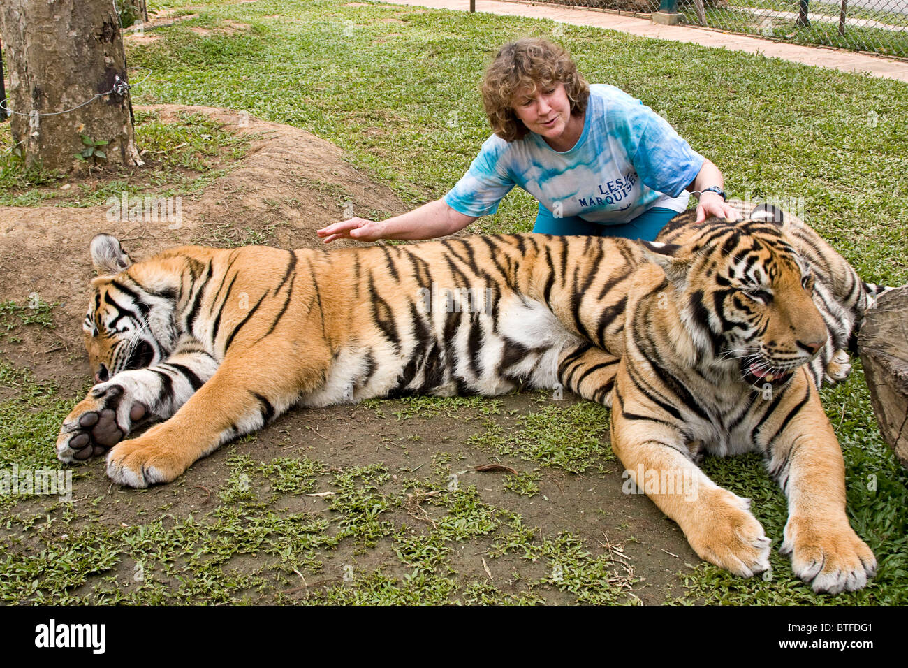 Visiting tourists hug, pet and scratch tigers under close supervision of trainers at Tiger Kingdom in Chiang Mai, Thailand. Stock Photo