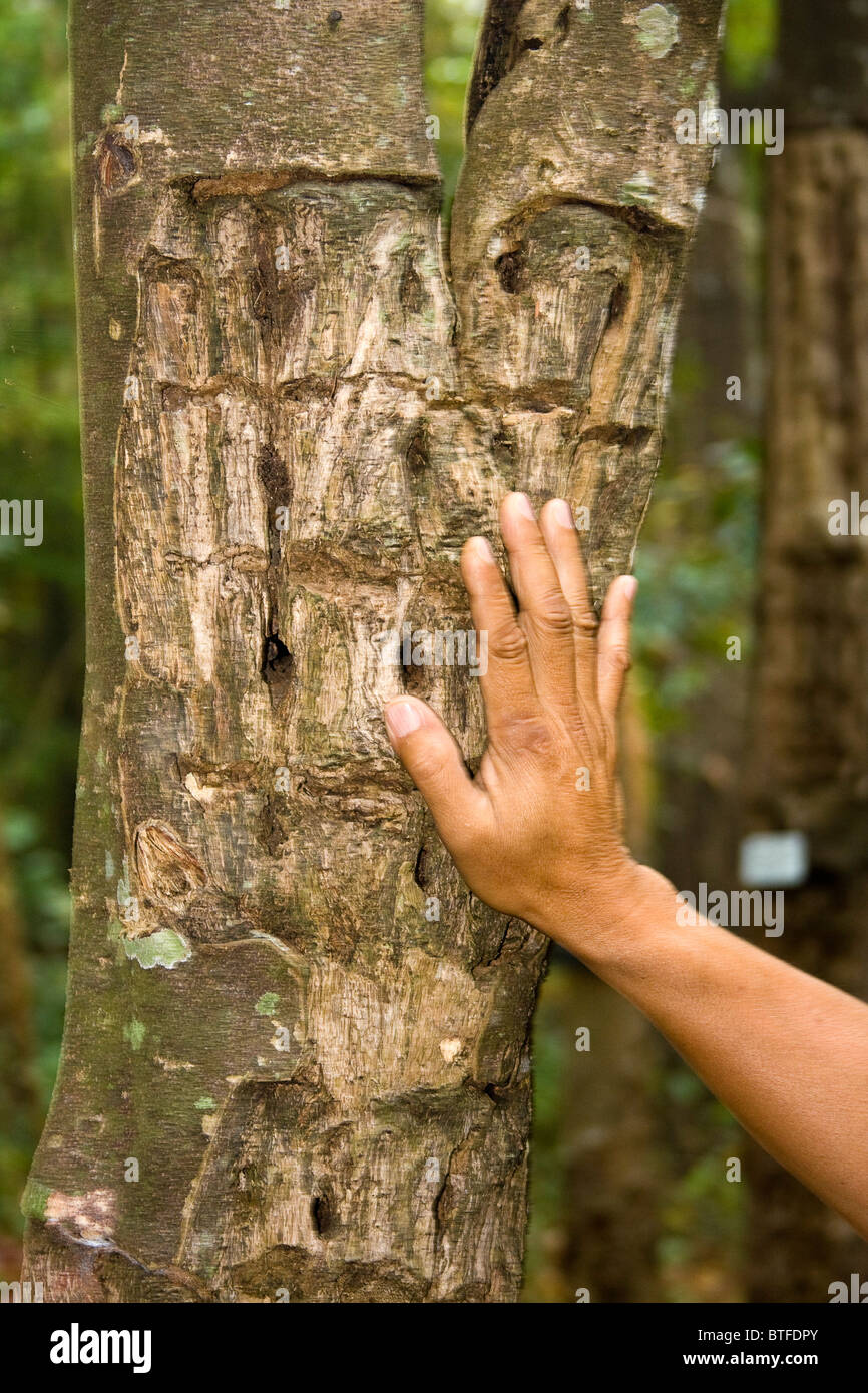 Sandalwood tree with holes. Holes are drilled so sap can drip out. The sap is mixed with oil to make perfume. Stock Photo