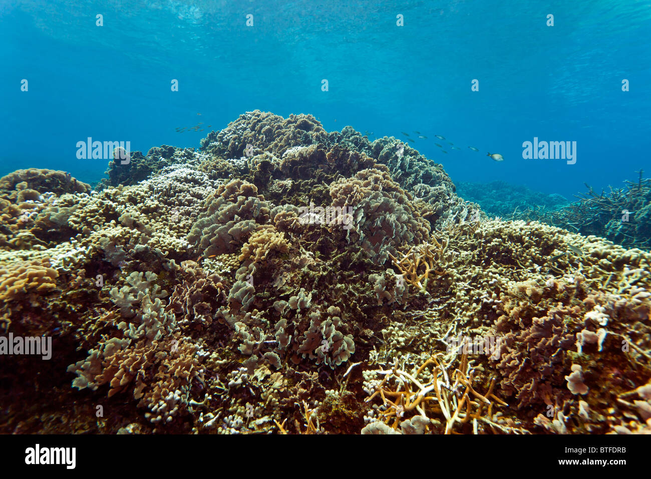 field of Thin leaf lettuce coral underwater off the coat of Roatan Honduras Stock Photo