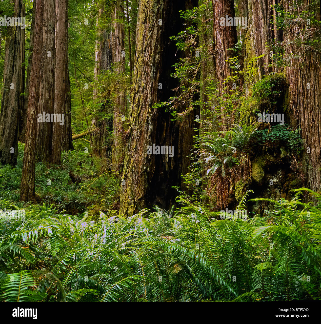 Norcal Forests View into a redwood forest in Northern California Stock Photo - Alamy