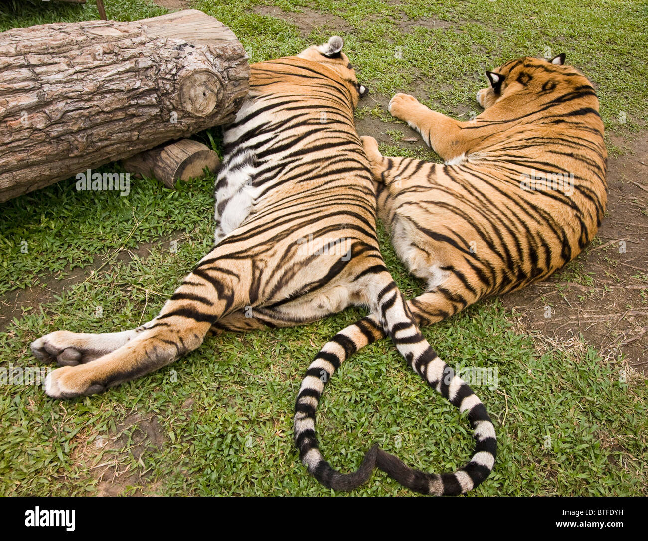 Tiger Tails Form A Heart At Tiger Kingdom A Tourist Facility Where Stock Photo Alamy