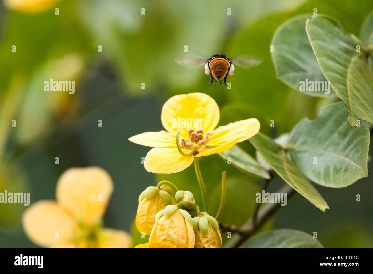 Bee flower pollen legs hi-res stock photography and images - Alamy