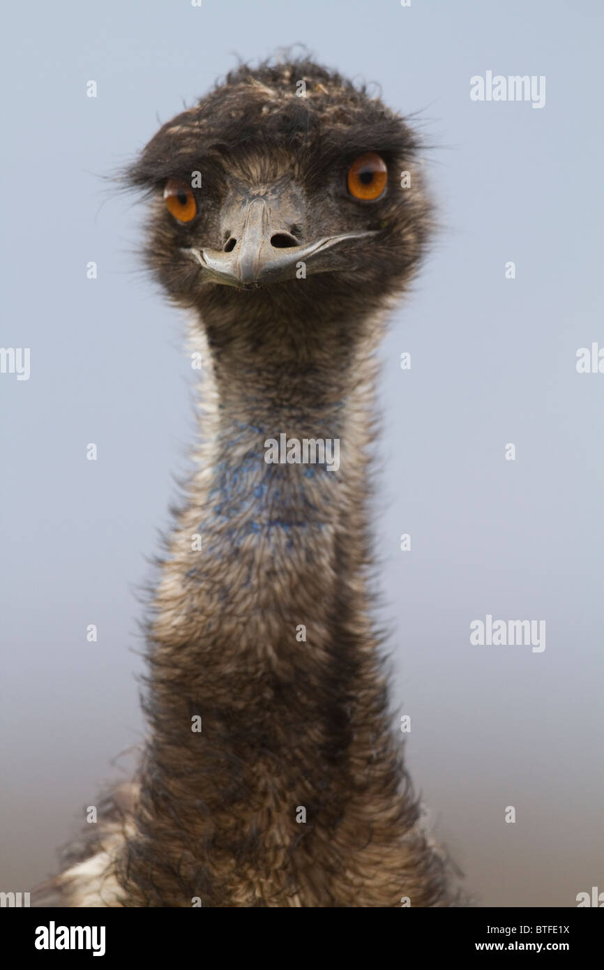male Emu (Dromaius novaehollandiae) head portrait Stock Photo