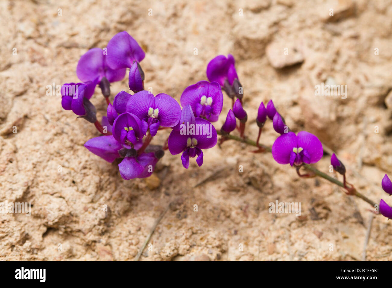 Rusty Pods (Hovia longifolia) flowers Stock Photo