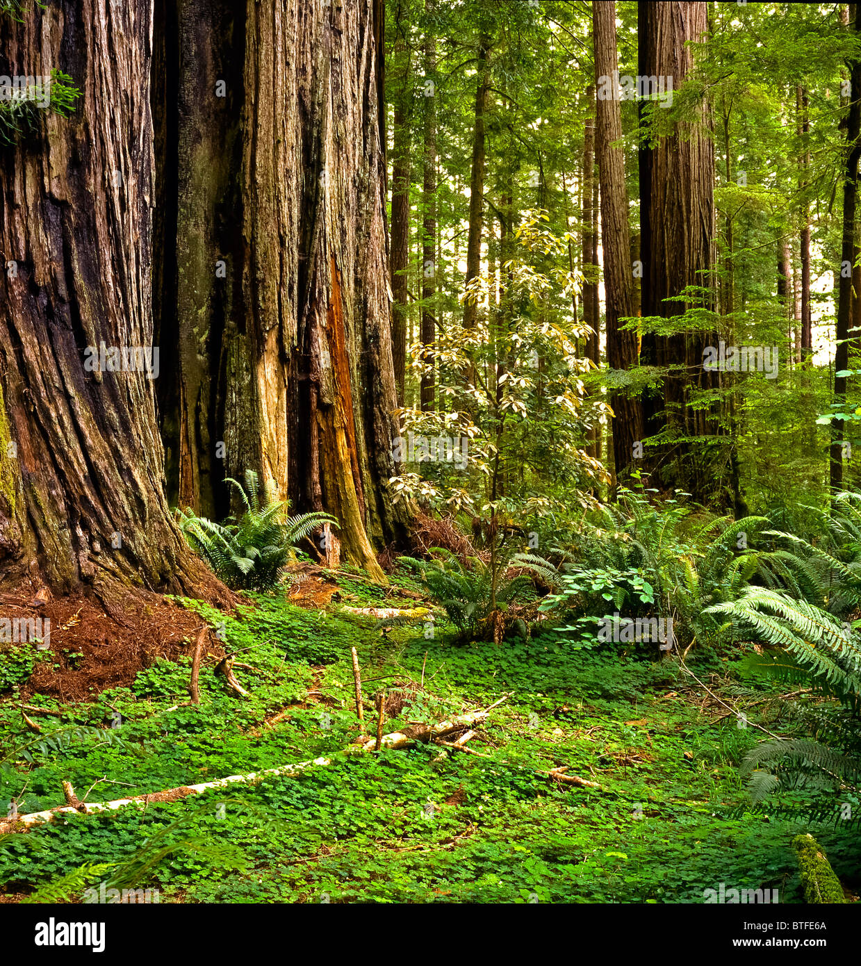 Norcal Forests View into a redwood forest in Northern California Stock Photo - Alamy