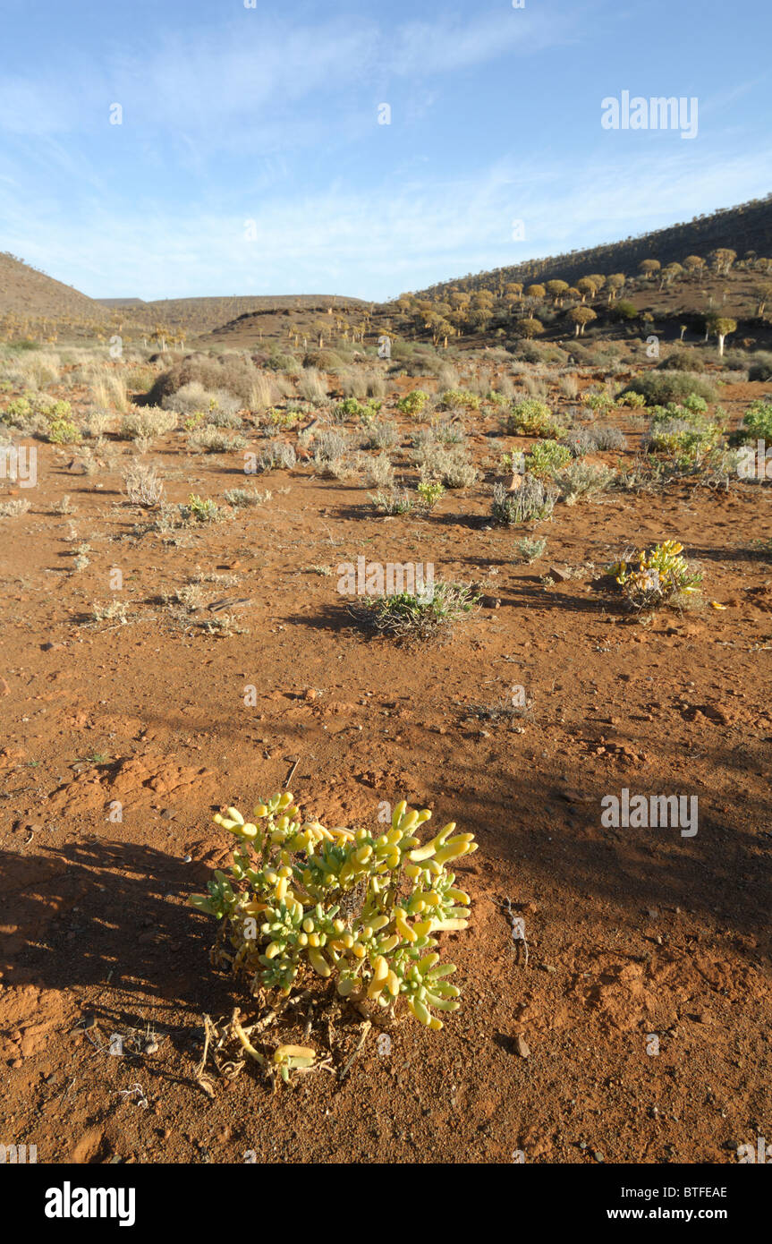 Namaqualand hi-res stock photography and images - Alamy