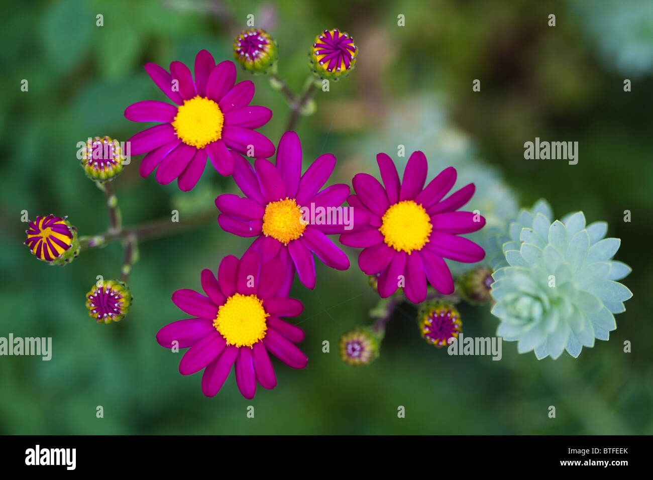purple and yellow daisy Stock Photo - Alamy