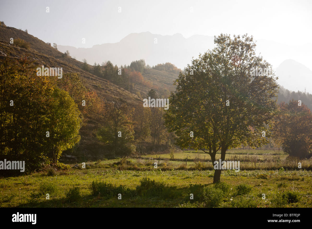 Field with the Alps in the background Stock Photo - Alamy
