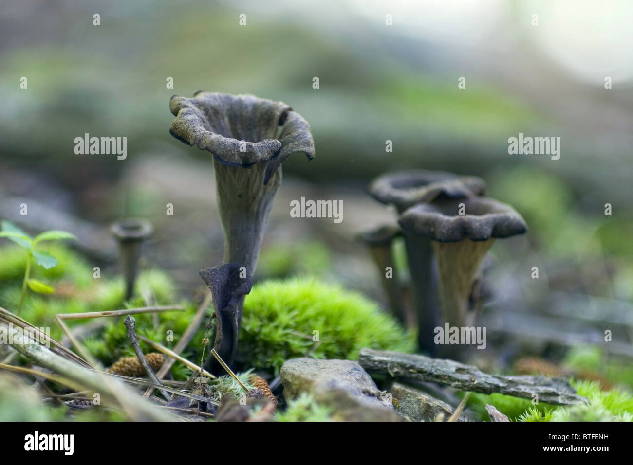 Black chanterelle mushrooms on the forest floor. Stock Photo