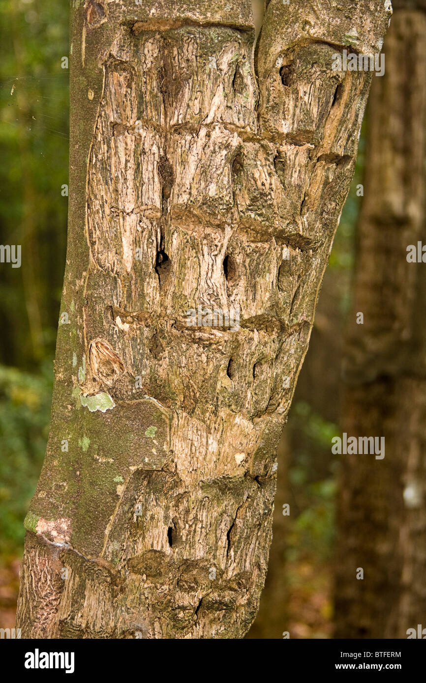 Sandalwood tree with holes. Holes are drilled so sap can drip out. The sap is mixed with oil to make perfume. Stock Photo