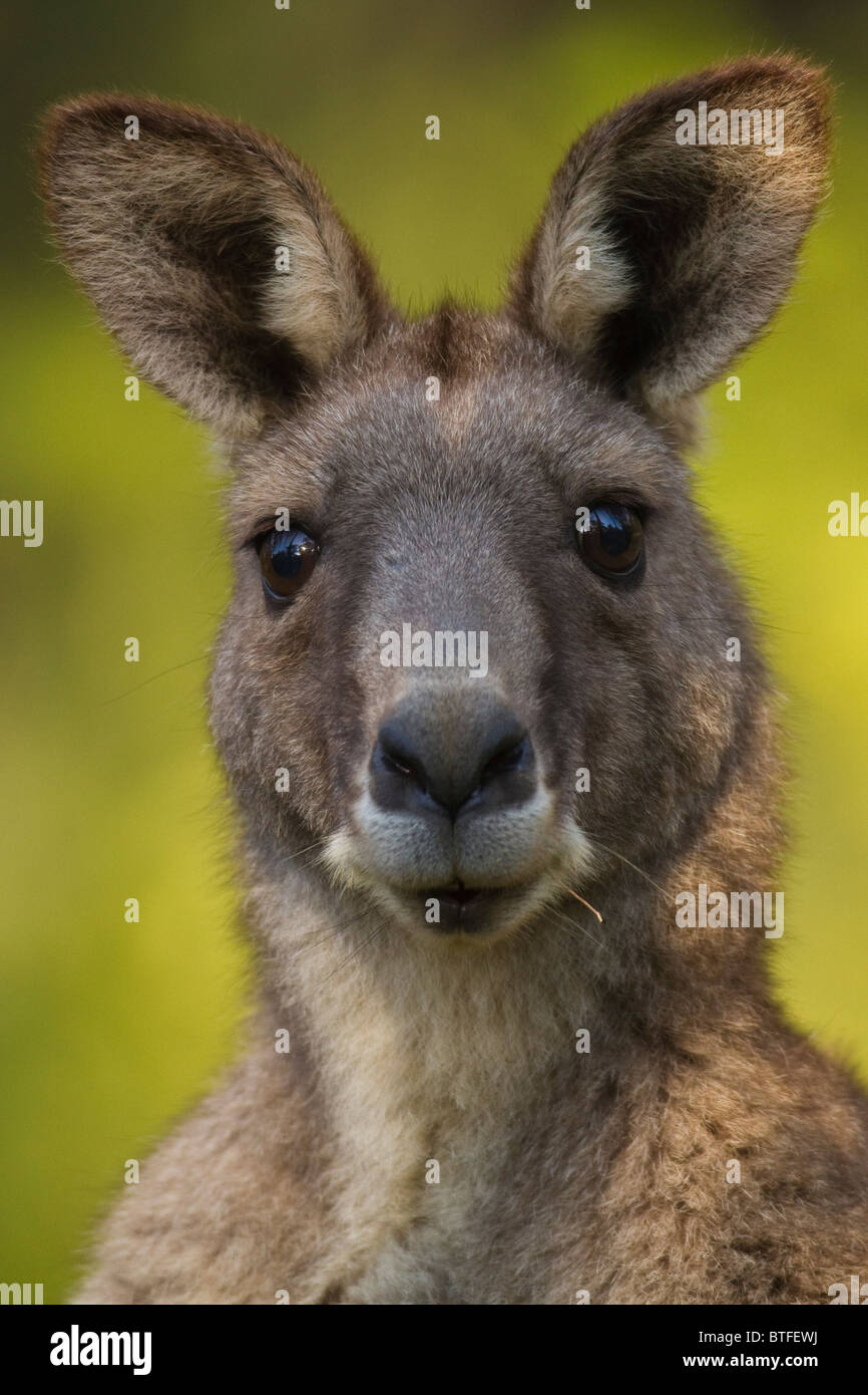 head portrait of female Eastern Grey Kangaroo (Macropus giganteus) Stock Photo