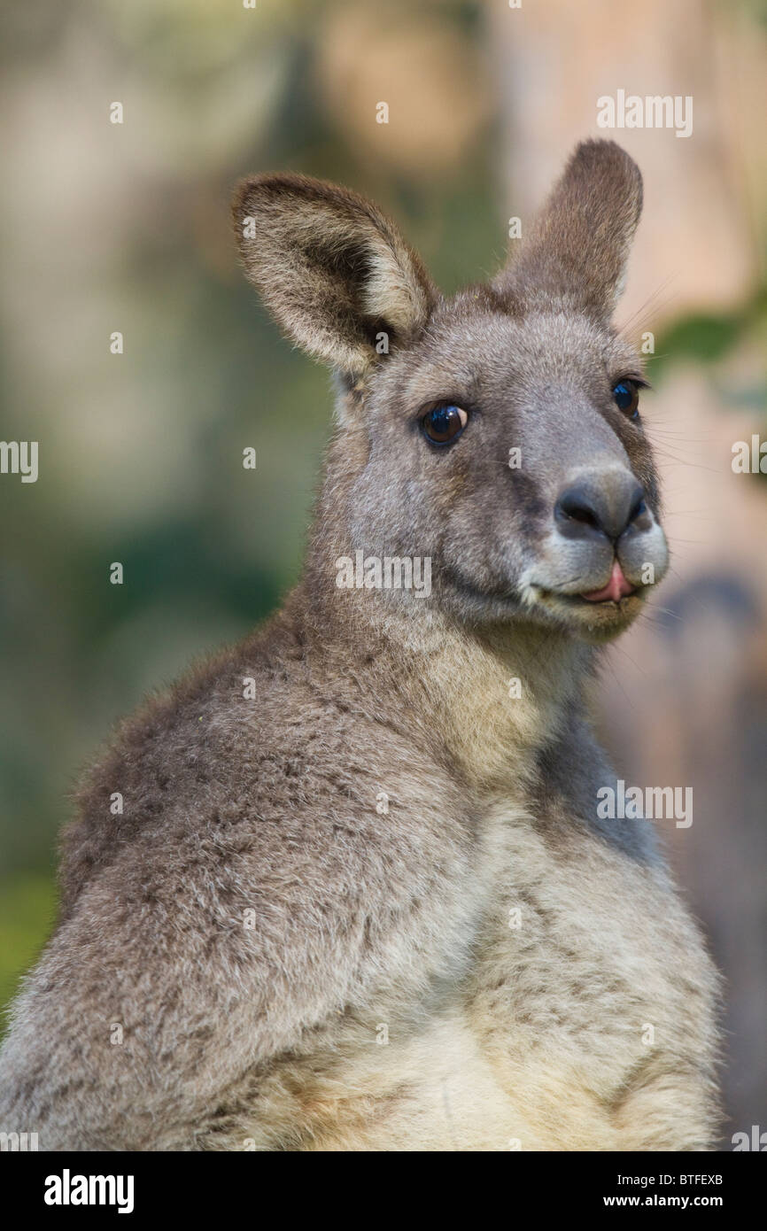 head portrait of male Eastern Grey Kangaroo (Macropus giganteus) sticking his tongue out Stock Photo