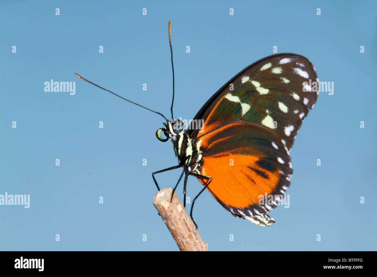 Tiger longwing (Heliconius hecale). Stock Photo