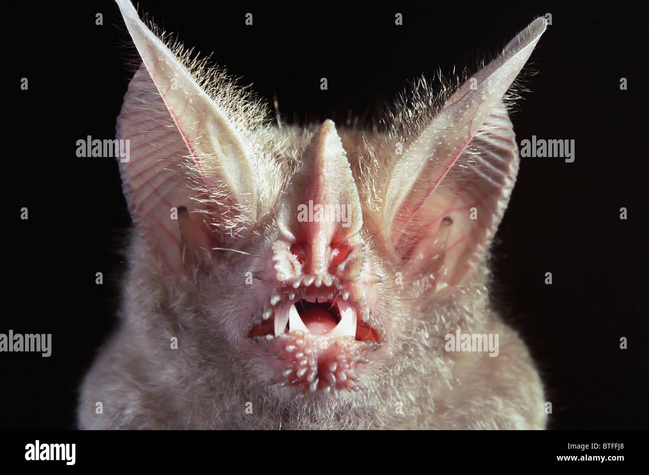 Fringelipped, or frogeating Bat (Trachops cirrhosus) portrait, Ceara