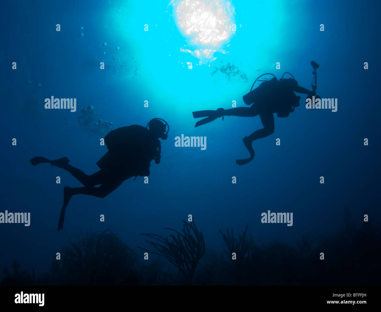 Scuba Divers on Wall, Nassau, Bahamas Stock Photo Alamy