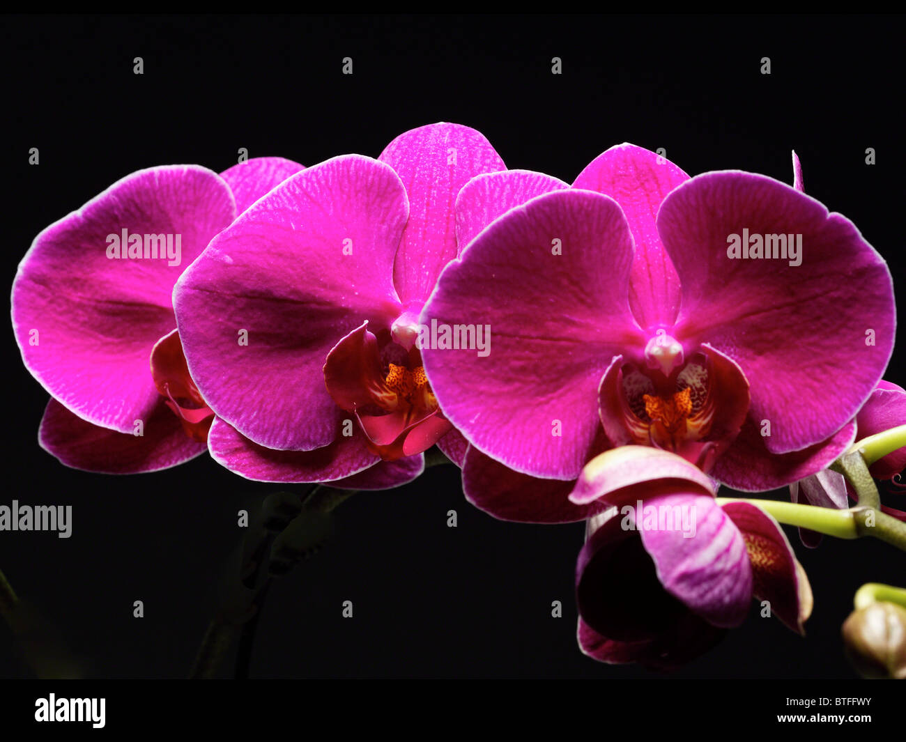 Close Up View of a Red Phalaenopsis Orchid against Balck Background Stock Photo