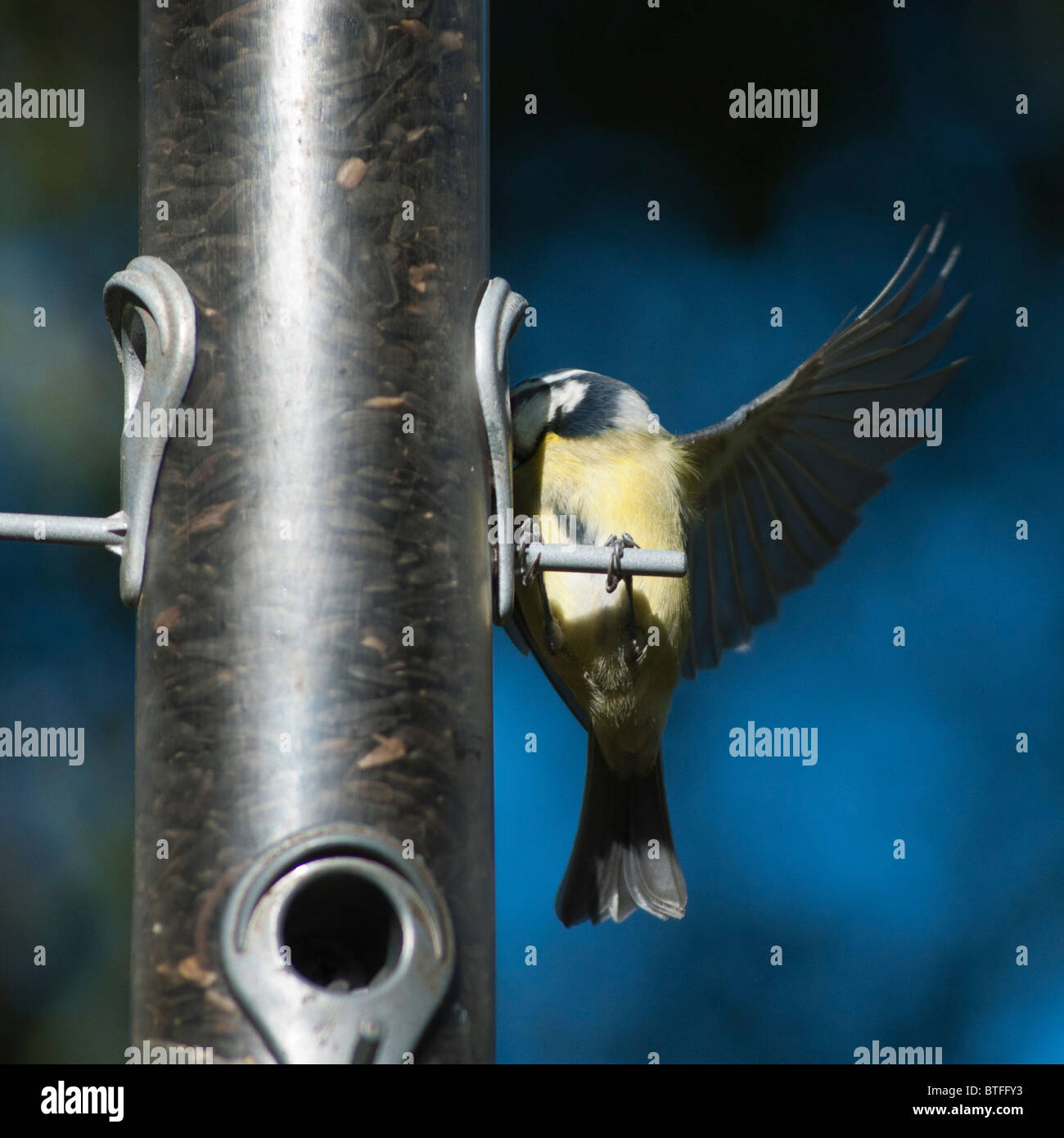 Blue tit on a feeder Stock Photo