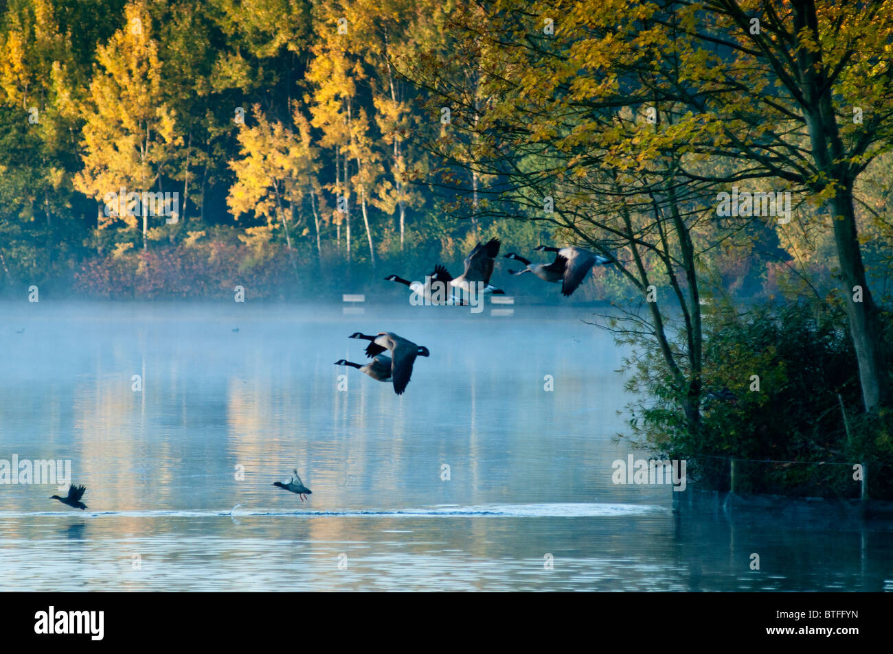 Canada geese fly over a misty scenic lake. UK Stock Photo