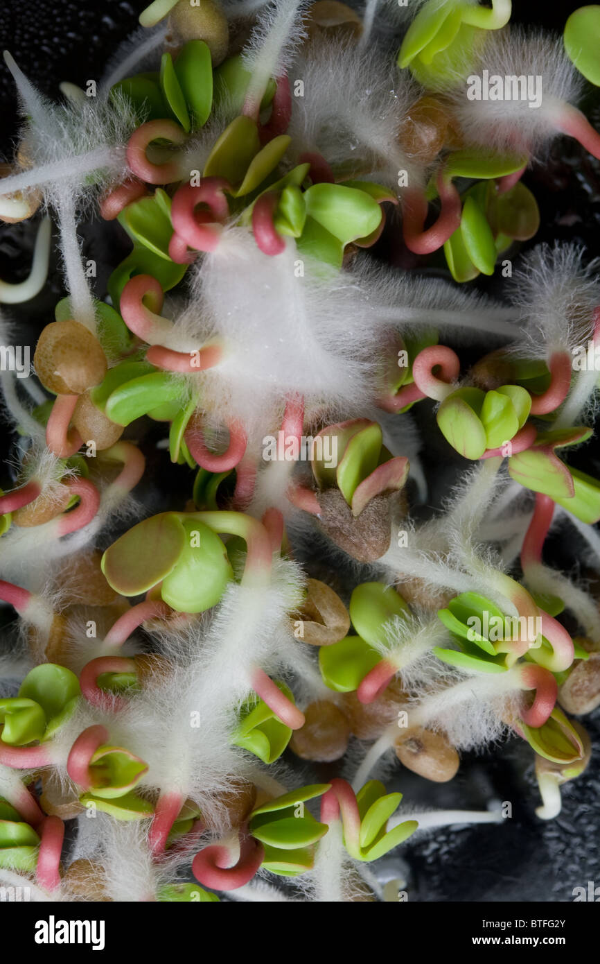 Sprouting Radish Seeds Closeup Stock Photo Alamy