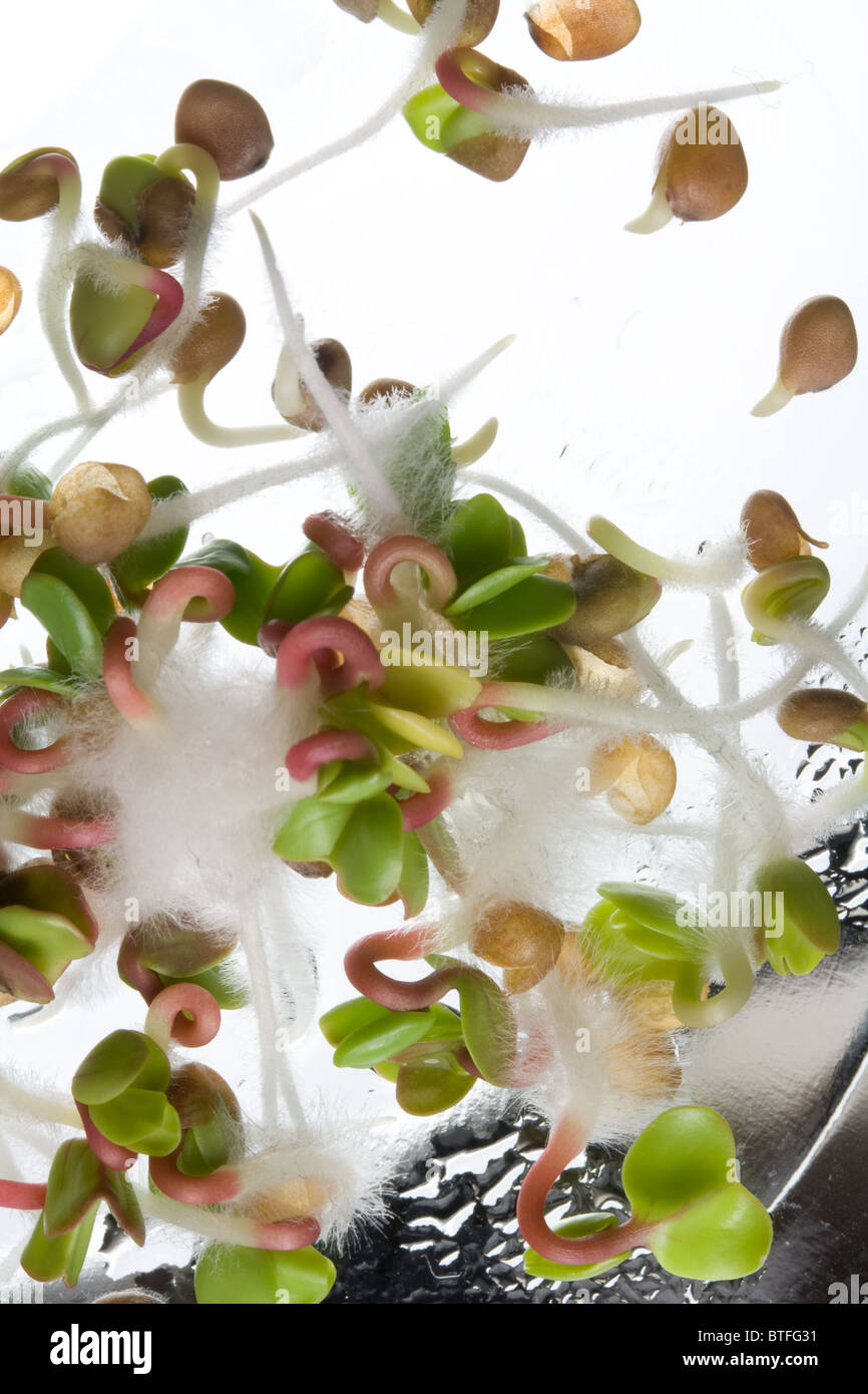 Sprouting Radish Seeds Closeup Stock Photo Alamy