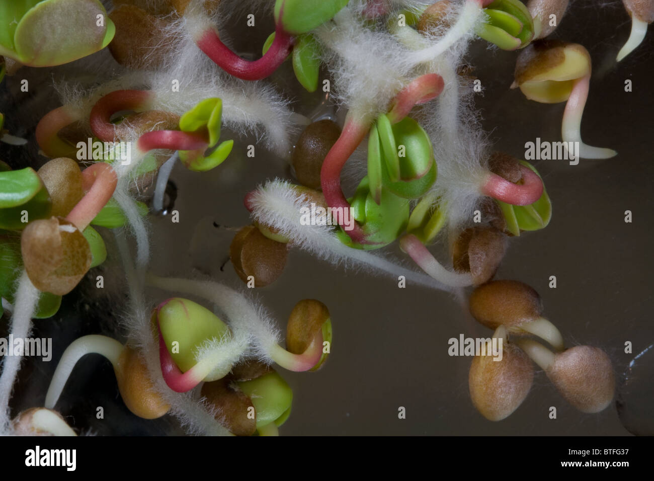 Sprouting Radish Seeds Closeup Stock Photo Alamy