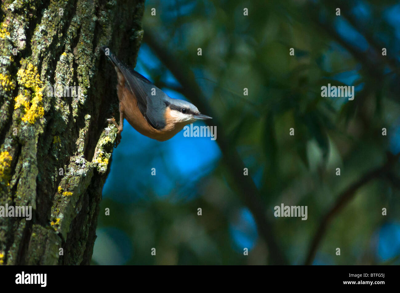 A Eurasian nuthatch (Sitta europaea), male, seen in the West Midlands, UK Stock Photo