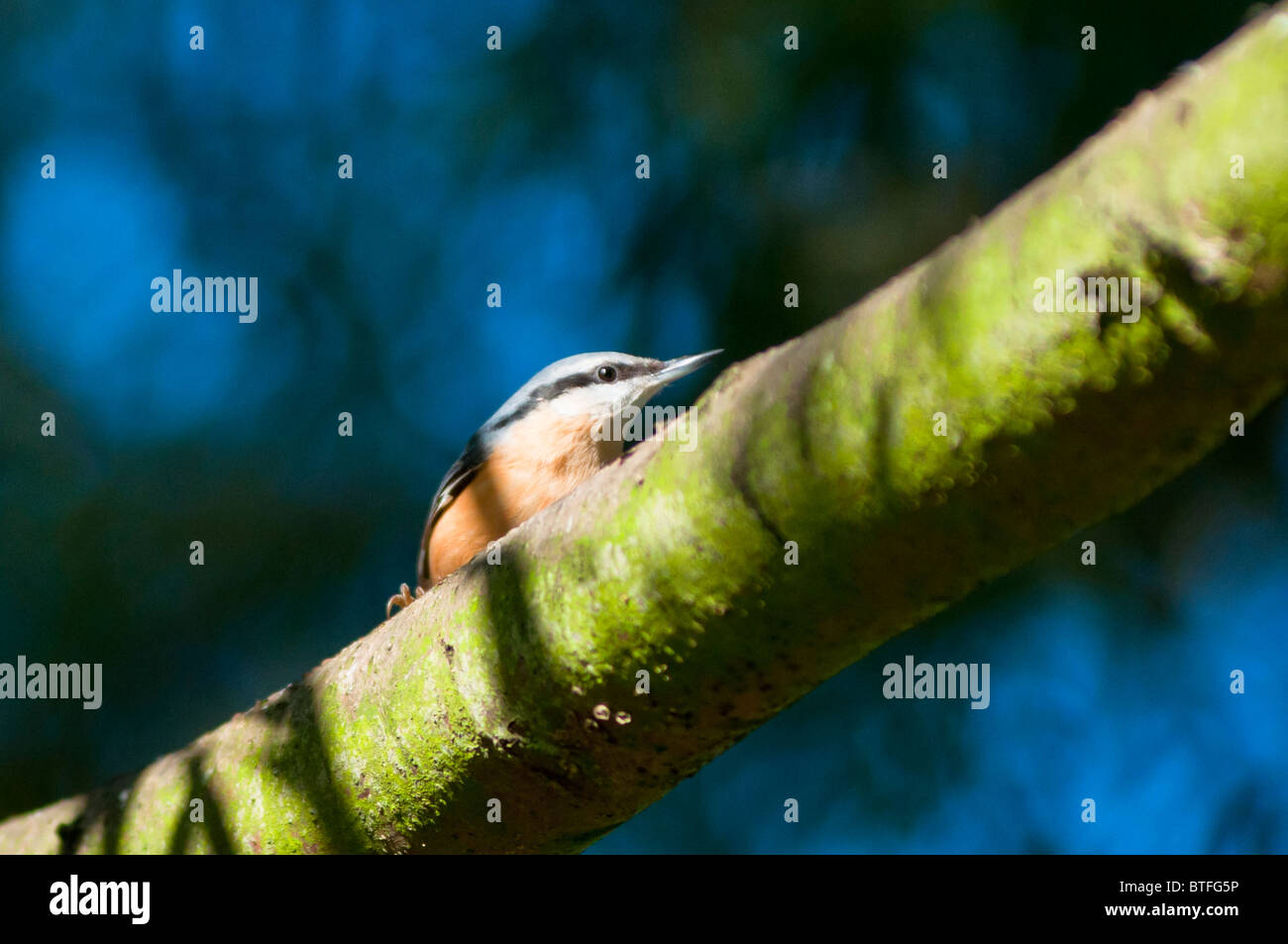 A Eurasian nuthatch (Sitta europaea), male, seen in the West Midlands, UK Stock Photo