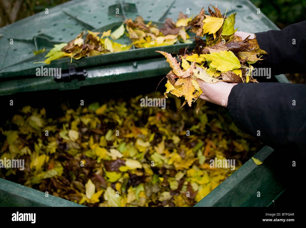 Recycling Leaves as Compost Stock Photo