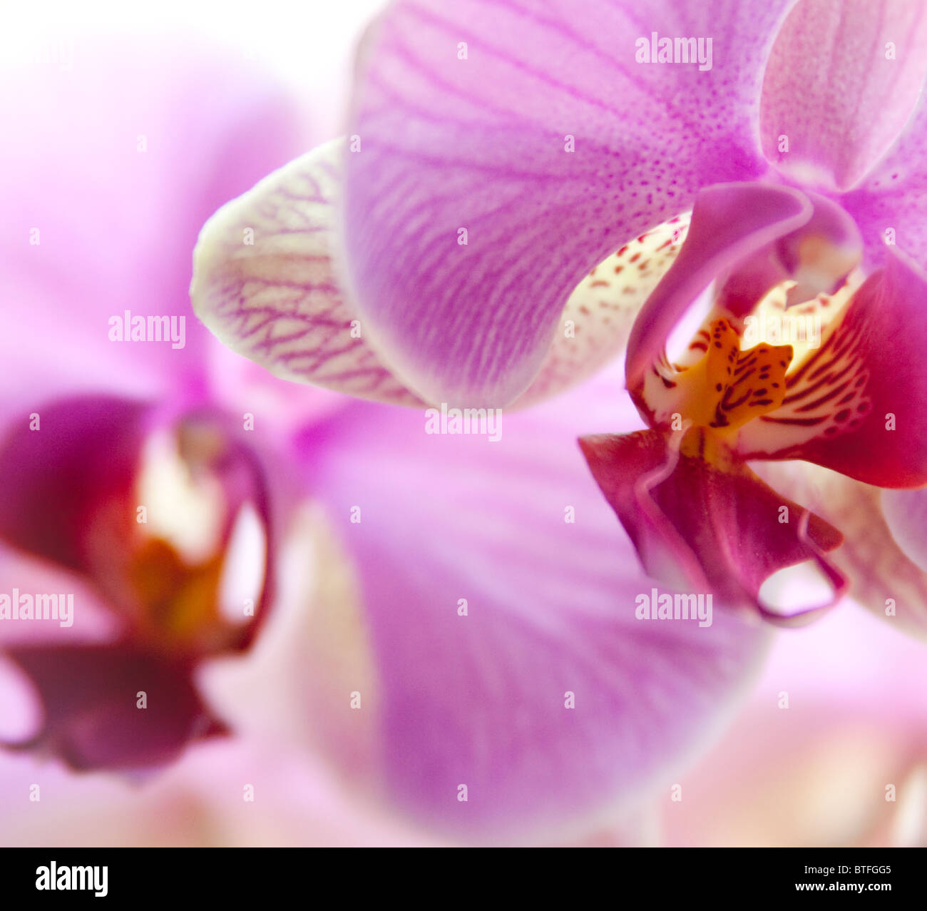 Orchids Background High Resolution Stock Photography and Images - Alamy