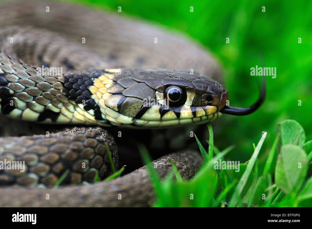 An adult grass snake flicking its tongue, in grass. Dorset UK April 2009 Stock Photo