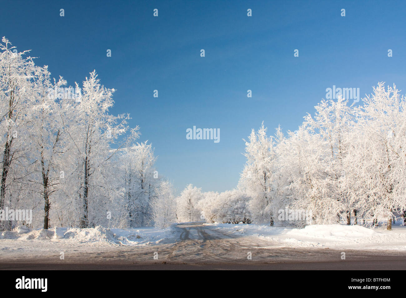 Snowy winter with trees and road Stock Photo - Alamy