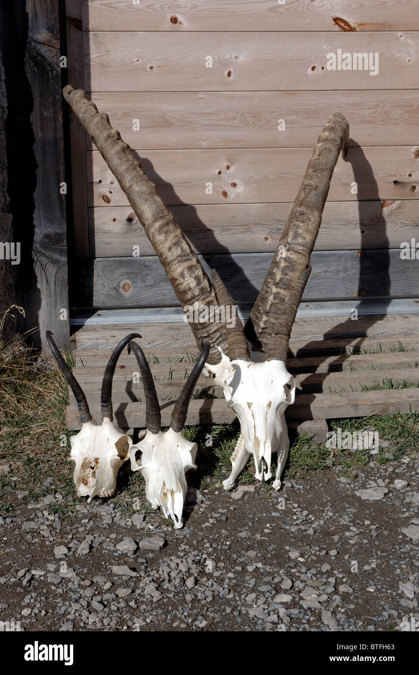 Chamois and Ibex skulls with horns, Val Trupchun, Swiss National Park, Graubunden, Switzerland Stock Photo