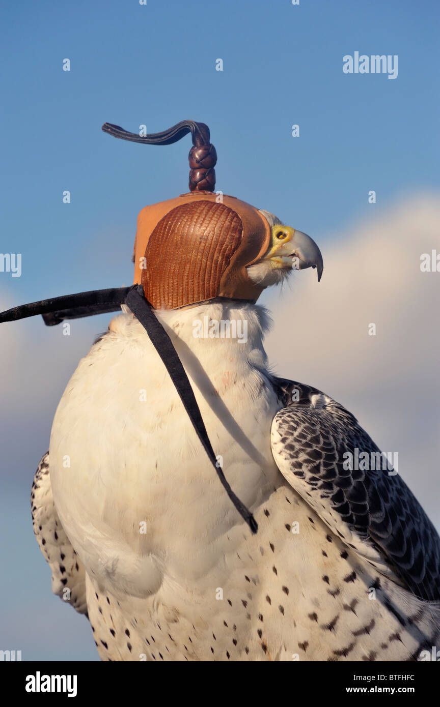 Hooded Peregrine x Saker falcon. Falconry Stock Photo