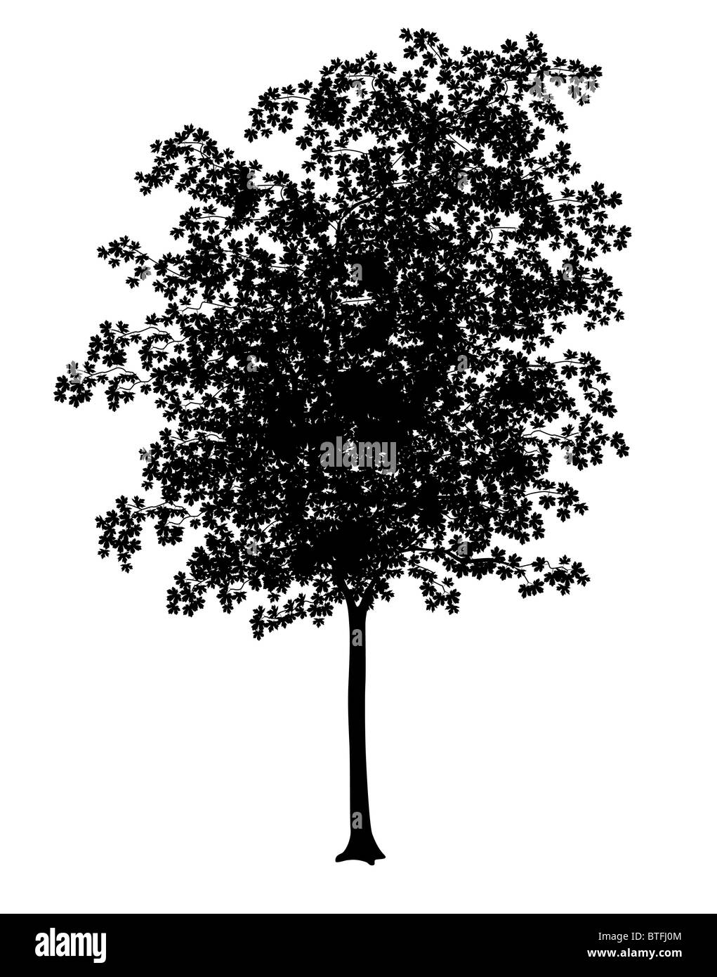 Detailed illustration of a young maple tree silhouette Stock Photo