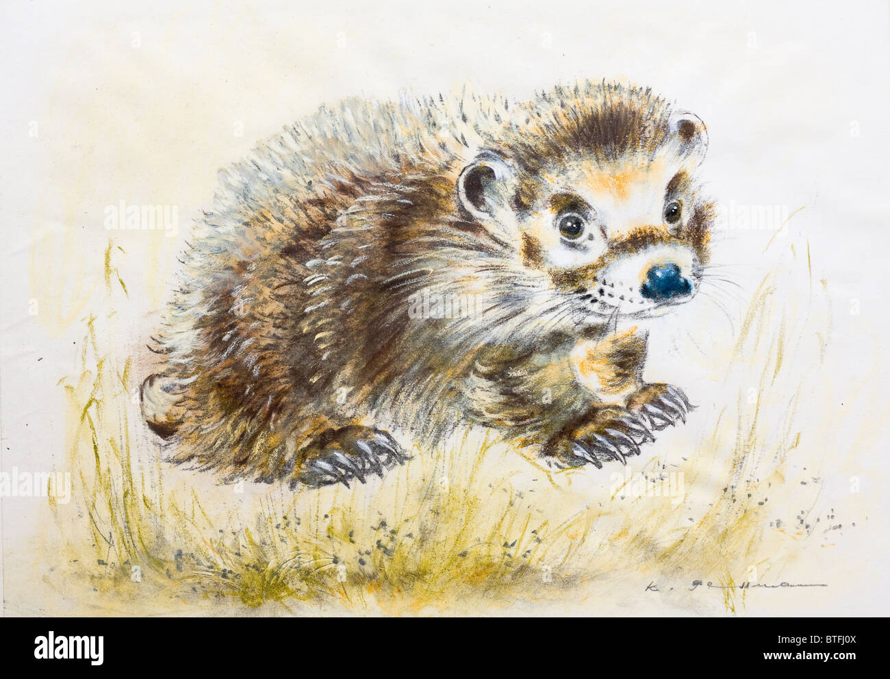 Pastel chalk painting of a hedgehog by Kurt Tessmann Stock Photo Alamy