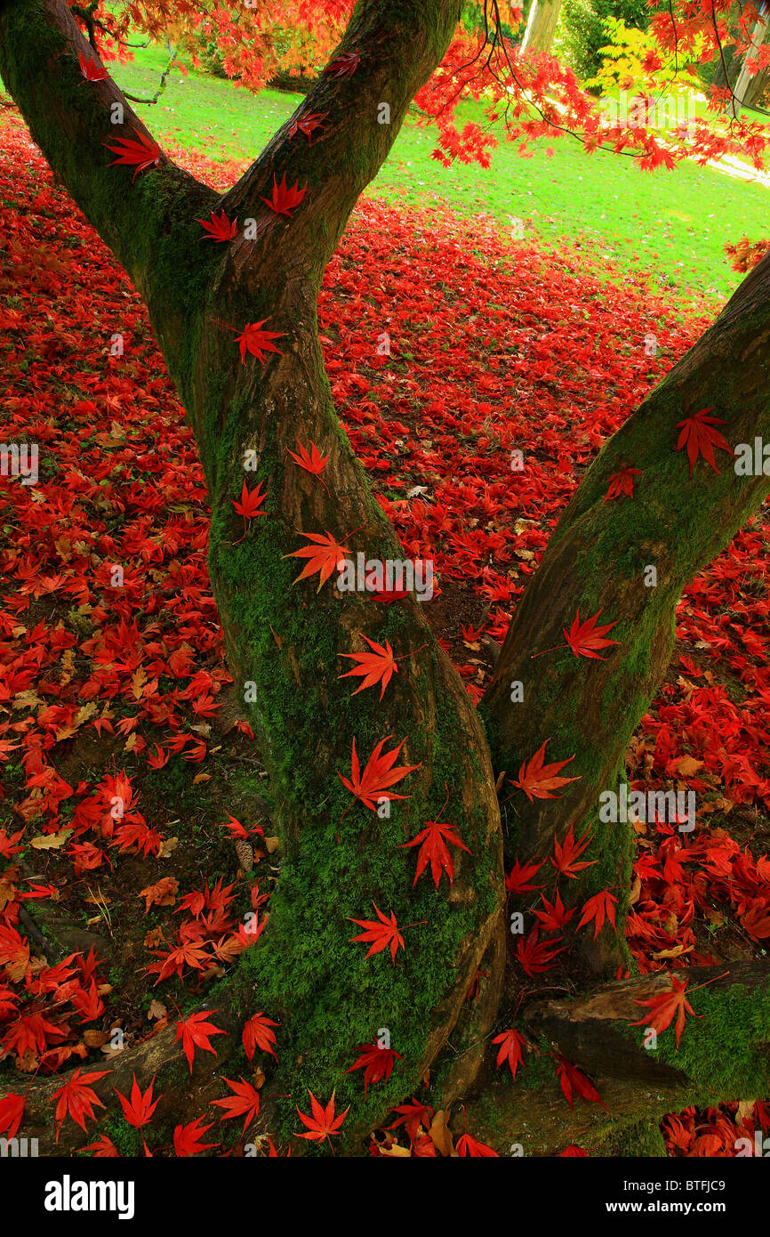 Acer Tree; Autumn; UK; Stock Photo