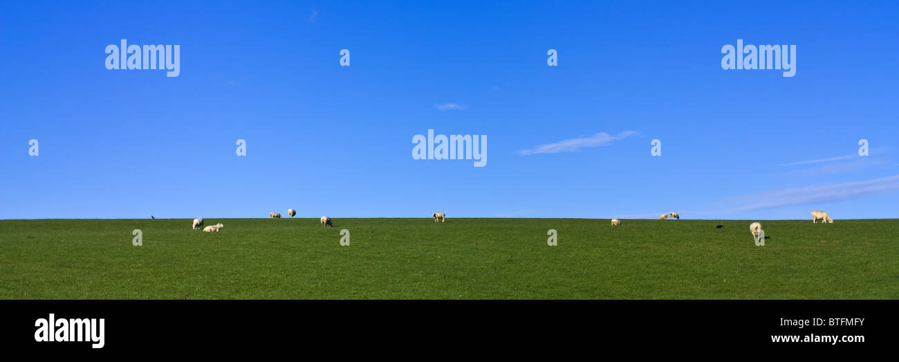 Grazing Sheep on lush green grass under vivid blue sky panoramic Stock ...