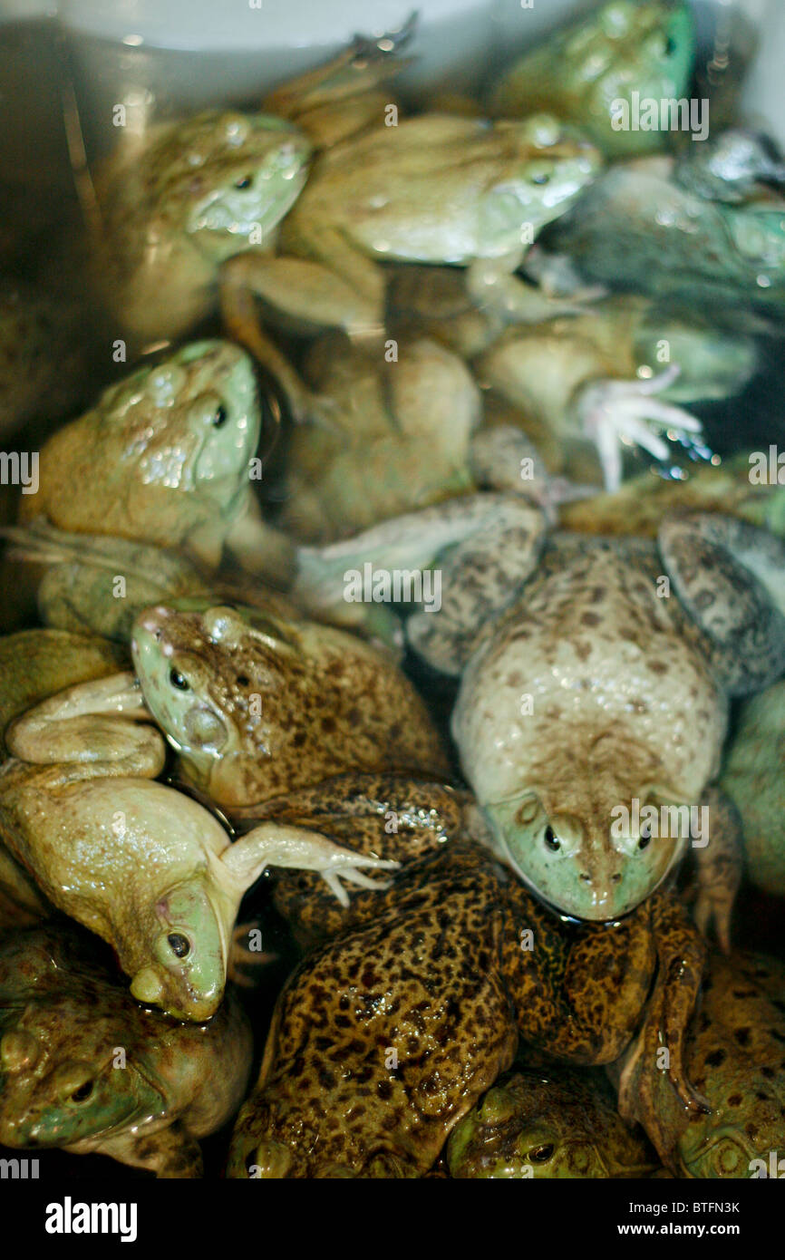 frogs piled high in a bucket to buy and eat Stock Photo